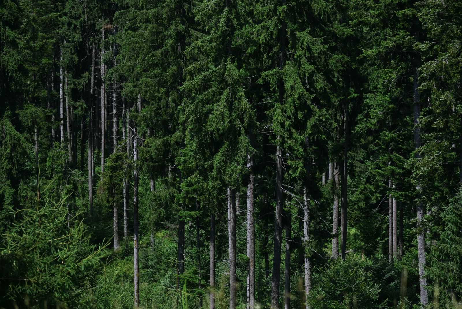 Kaskadennutzung